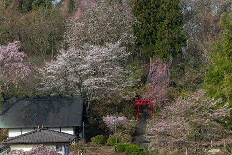 ikeda_sakura_S1_77601560.jpg