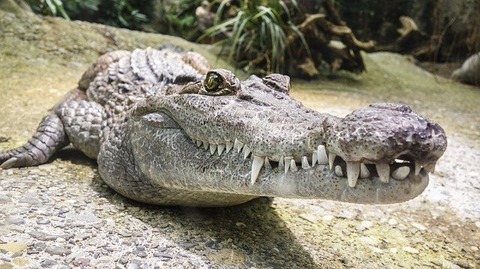 crocodile-1660512_640