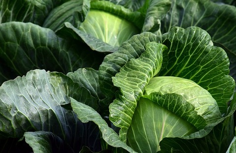 white-cabbage-2747316_640