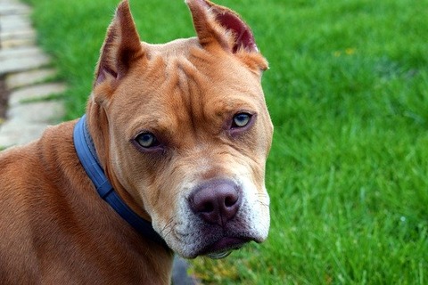 pit-bull-4124677_640