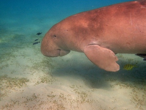 manatee-1305774_640