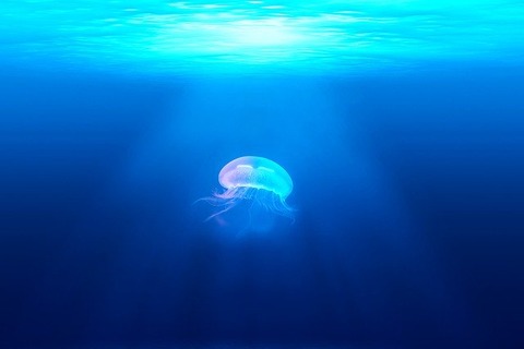 jellyfish-931886_640