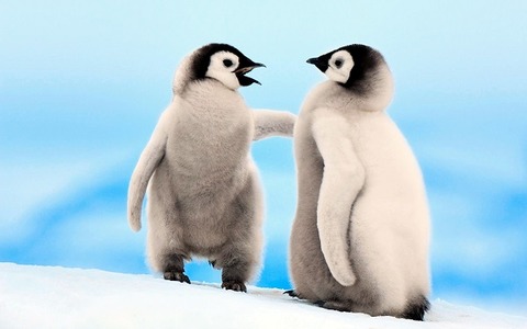 Young-Emperor-Penguins1
