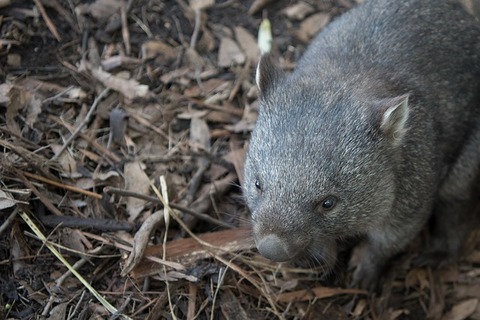 wombat-2385693_640