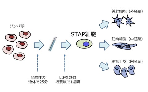 20140130_shimizu_01