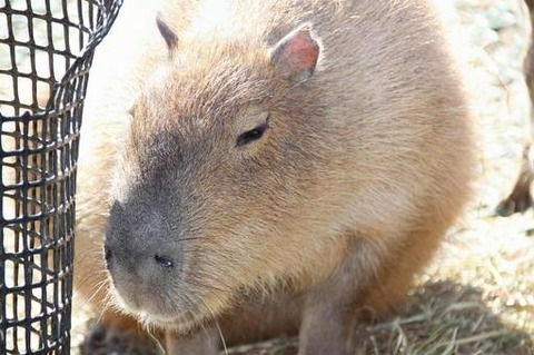 46c0dce4ac94fc7c61def420a08a4f00