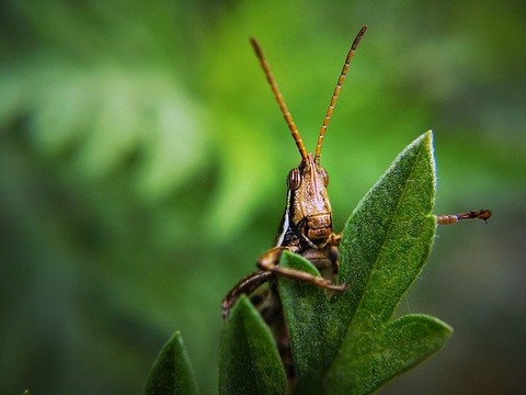 insect-3971001_640