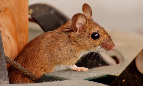 wood-mouse-2826218_640