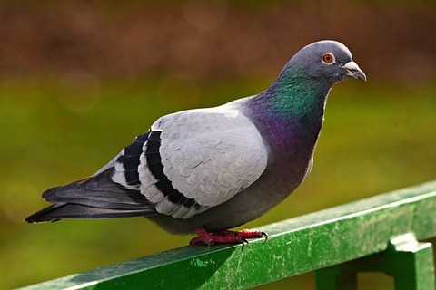 rock-dove-4884627_640