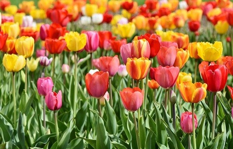 tulips-3359902_640