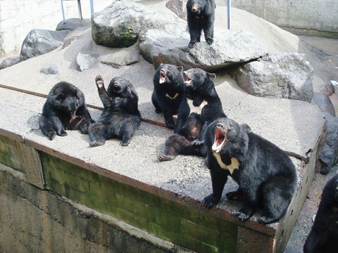 奥飛騨クマ牧場(おねだり)_R-1024x768