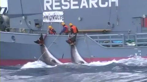 Japan whaling003