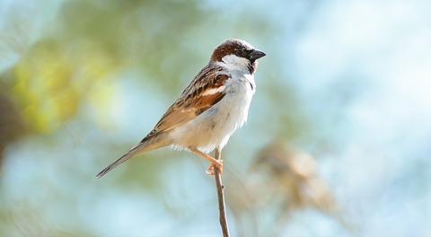 home-sparrow-2728204_640