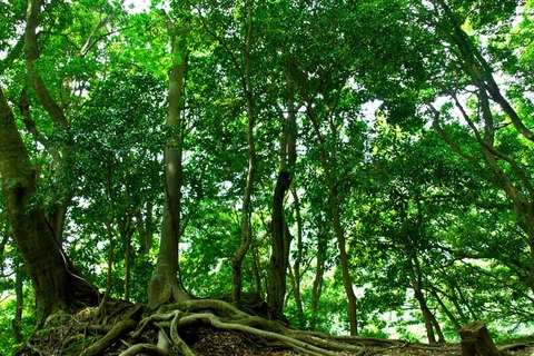 PPS_sanrinnoyousu_TP_V4