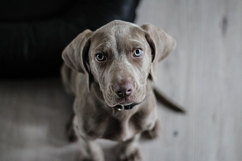 weimaraner-1381186_640