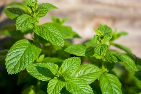 2513a5dce6b9b261e6bb20474bbf0e89-480x320