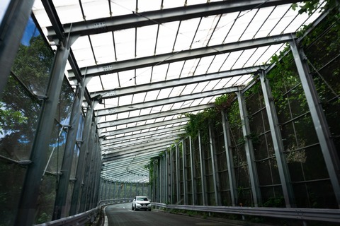 togakurezuDSC08174054_TP_V