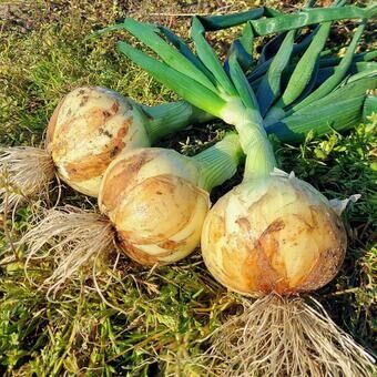 a05b6dca54e9934ce081550fb2625b7d