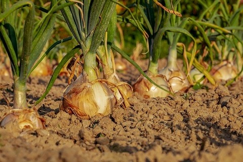 onion-3540502_640