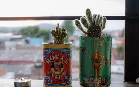 cactus-5028704_640