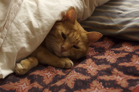 sleepycat