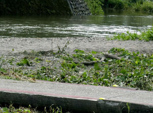 AS20160823003810_commL