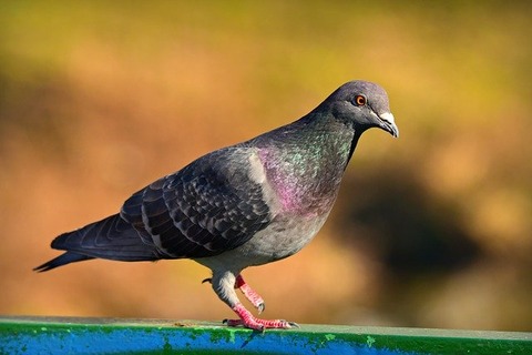 rock-dove-4044125_640