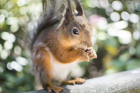 squirrel-2371509_640