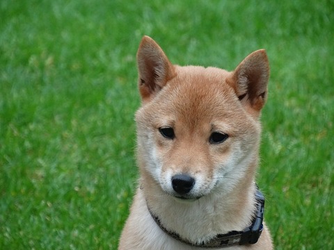 dog-2074619_640