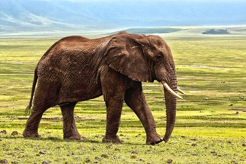 elephant-1421167_640