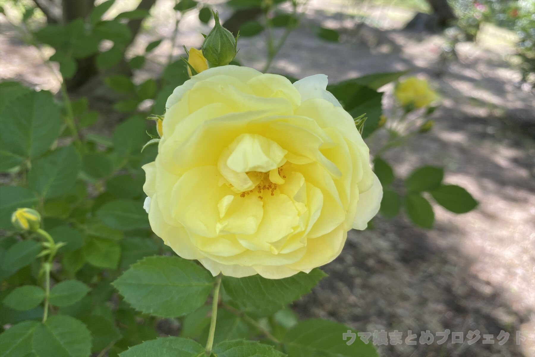 ウマ娘 競走馬買って育てるとどれくらいお金かかるの ウマ娘まとめプロジェクト