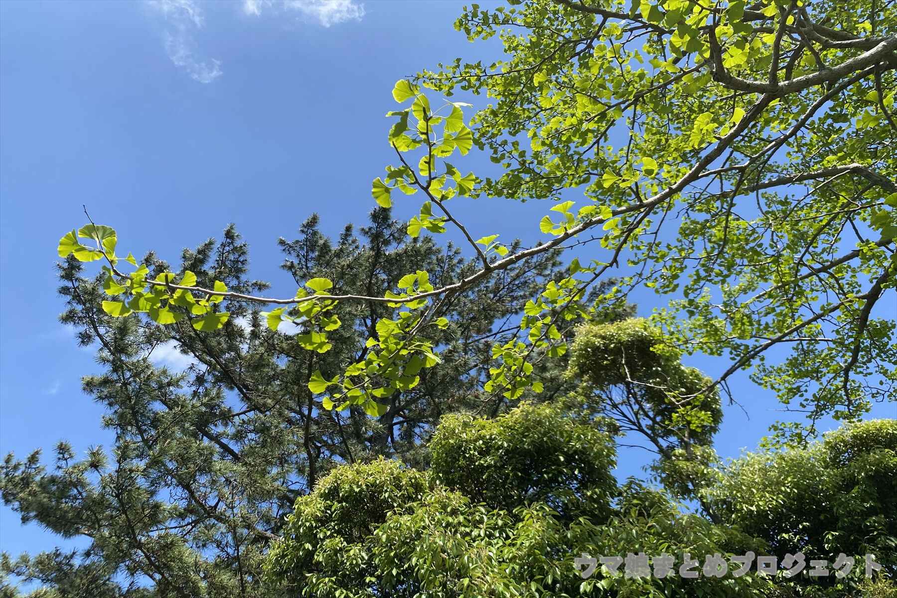 ウマ娘 サポートのrをレベルマして使ってる人いる ポンコツ速報 ウマ娘 サポートのrをレベルマして使ってる人いる ポンコツ速報