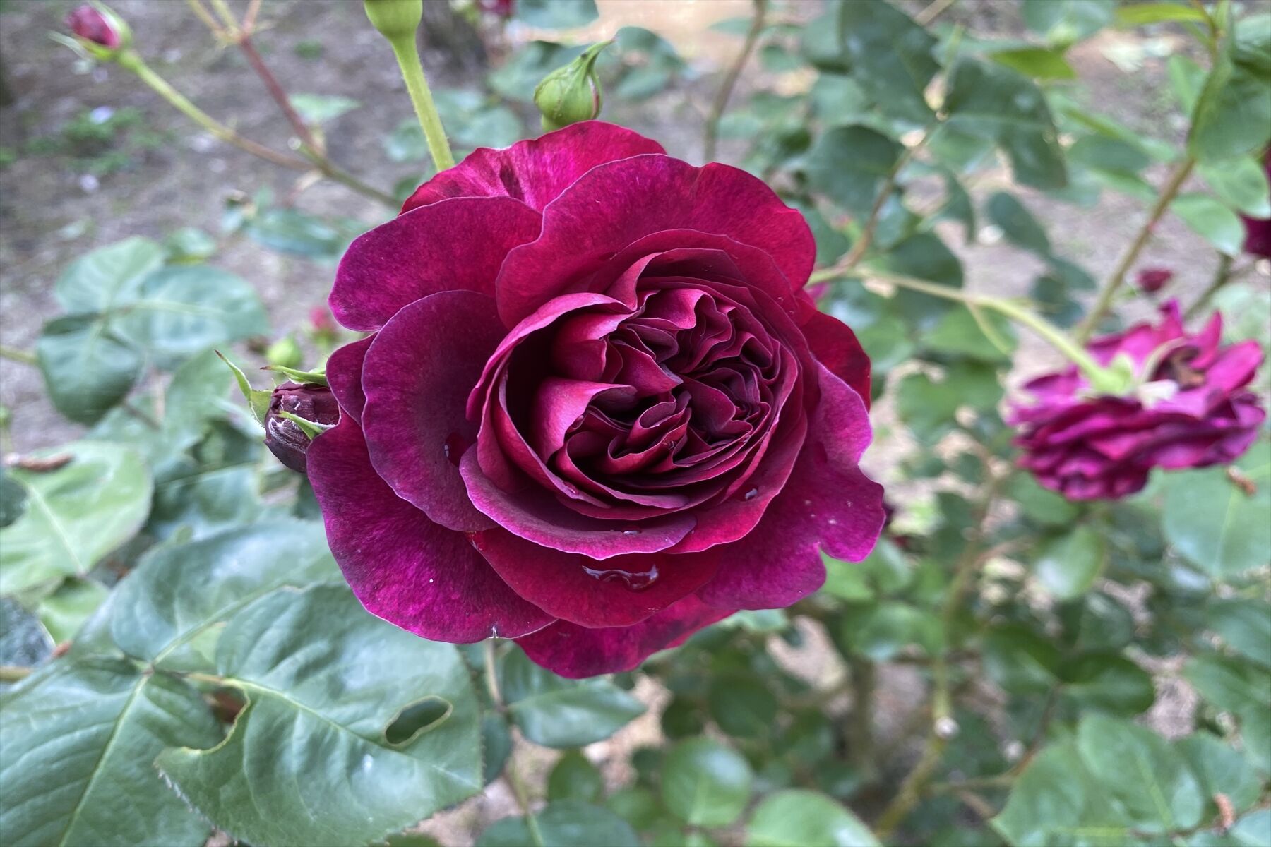 ウマ娘 シンデレラグレイって面白い 見るべき ウマ娘まとめプロジェクト