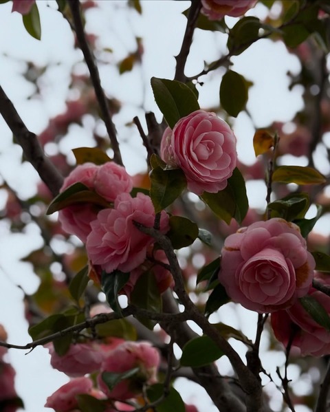 sashime (4)