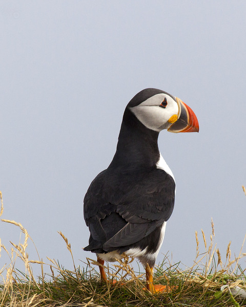 stockvault-puffin136701