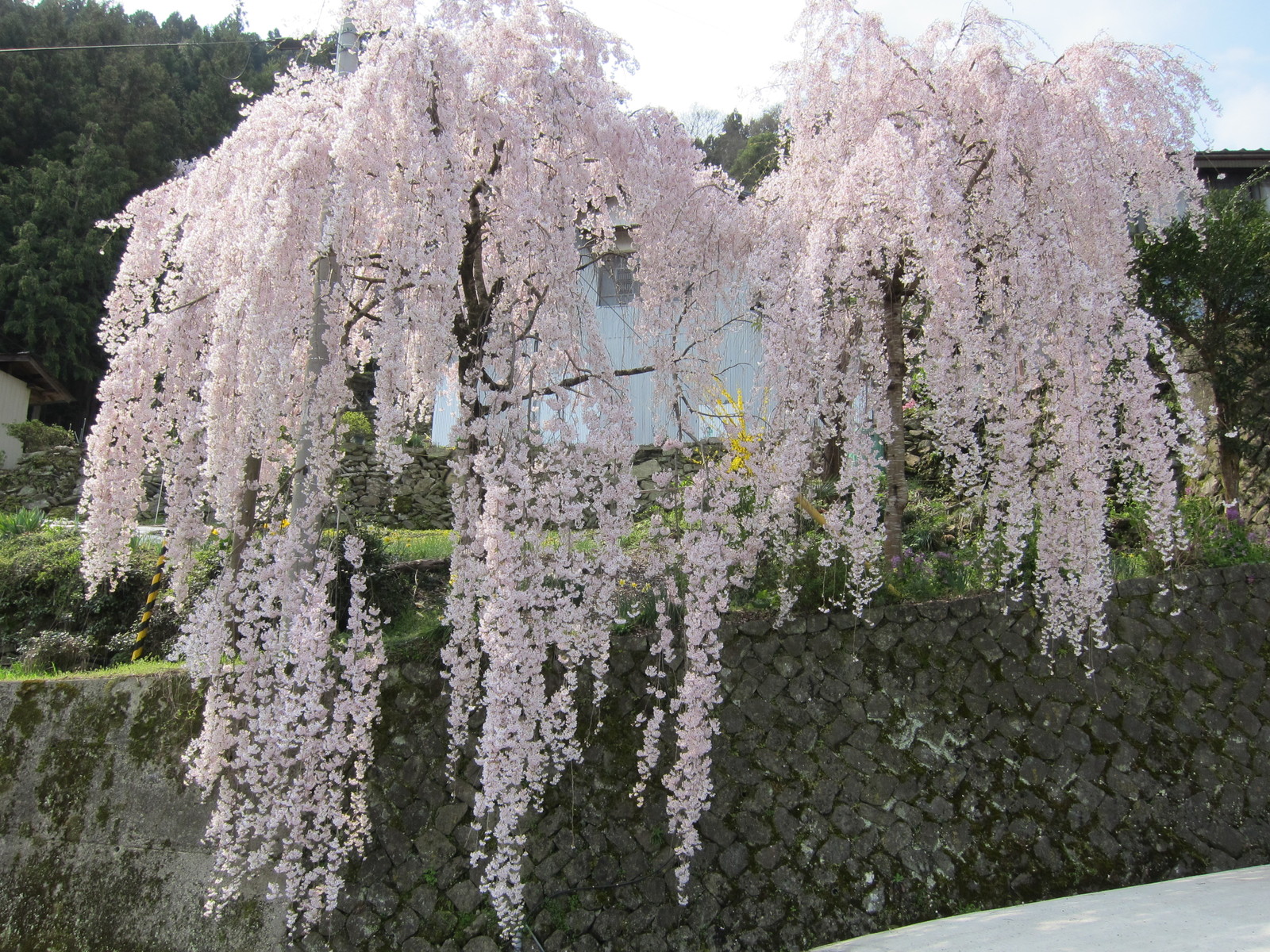 吉良のエドヒガン桜 絶景の風景 夜明けを待ちながら