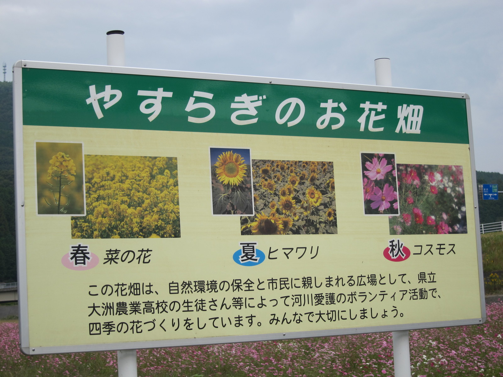 コスモス畑 大洲市 五郎河川敷 夜明けを待ちながら