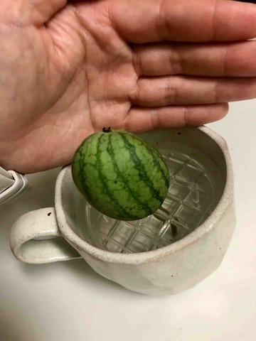 FullSizeRender