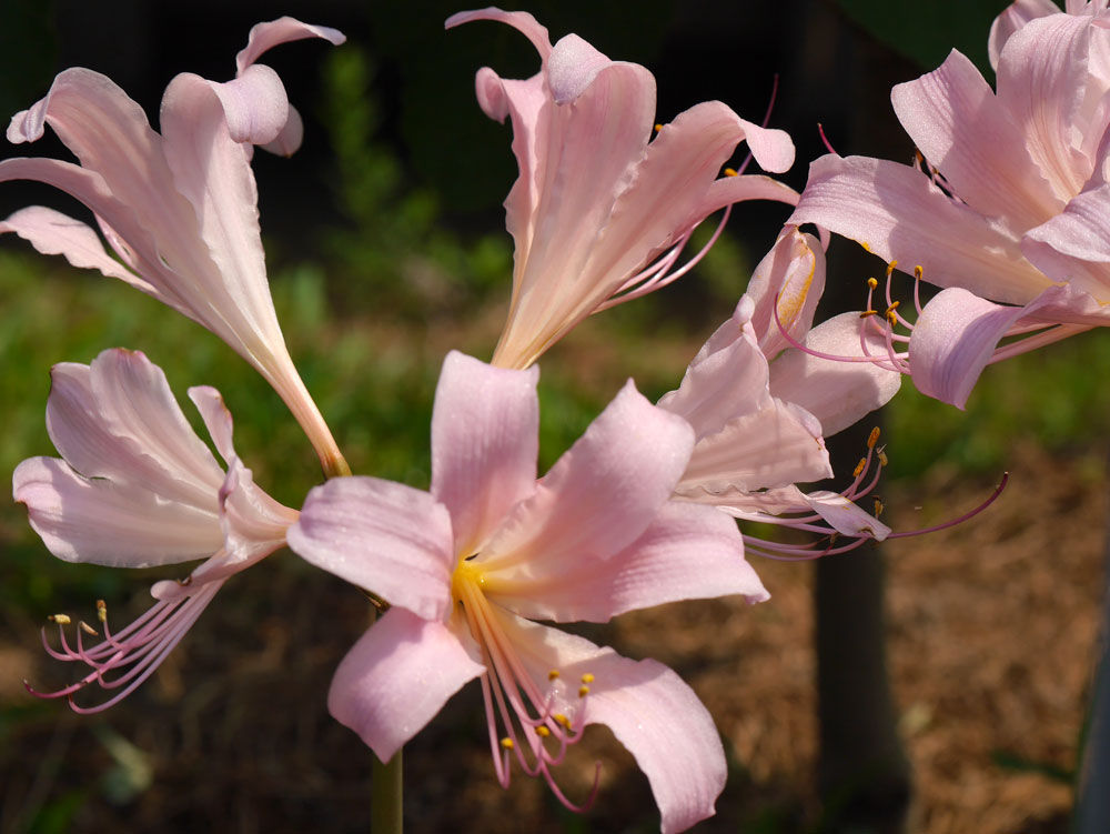 いろいろな花とラッキー あけみ蝶デジカメ日記