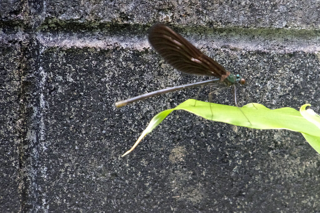 ハグロトンボ ツバメの巣 リラさんダダ茶豆 つるなしモロッコインゲン あけみ蝶デジカメ日記 ハグロトンボ ツバメの巣 リラさんダダ茶豆 つるなしモロッコインゲン あけみ蝶デジカメ日記