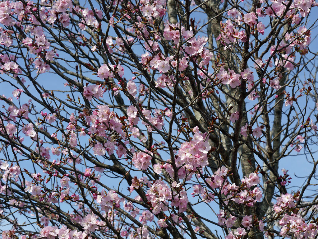 桜並木道の桜 庭の花 キヌサヤ、スナックエンドウ初収穫 : あけみ蝶デジカメ日記