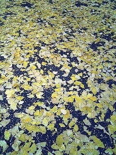 Íî¤ÁÍÕ