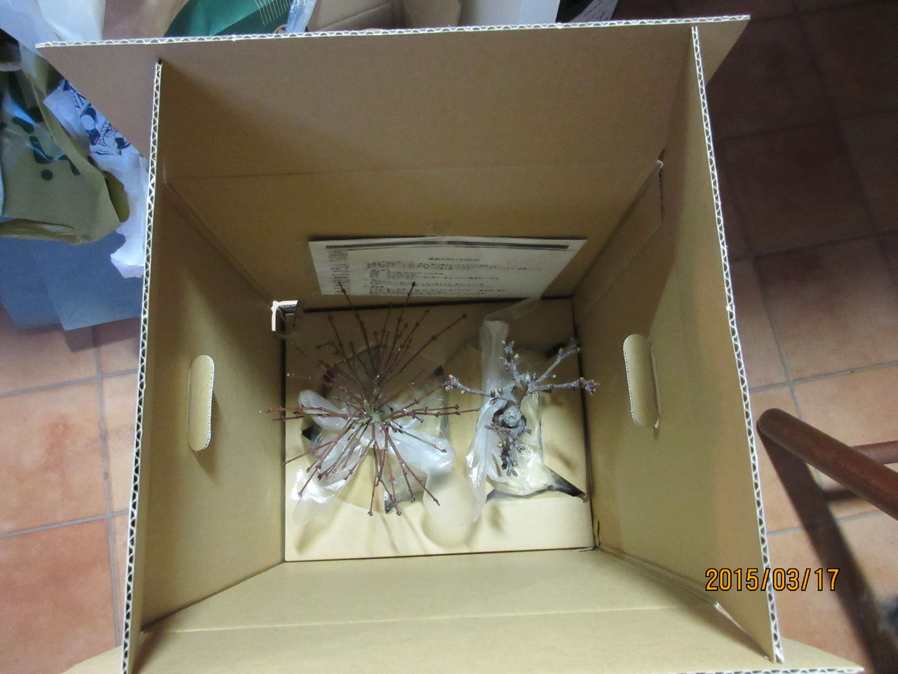 盆栽を初めて買う 初心者が盆栽を育てる 盆栽を初めて買う 初心者が盆栽を育てる
