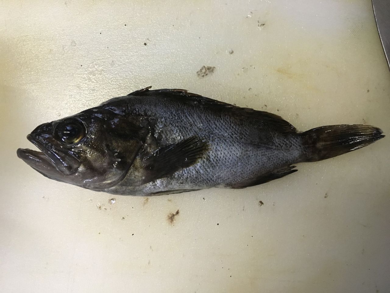 7 9 漁港のアイドル ガヤのリリースイベント 見習いアングラーのブログ