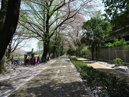 狭山境緑道 土曜日の昼は東京めぐり