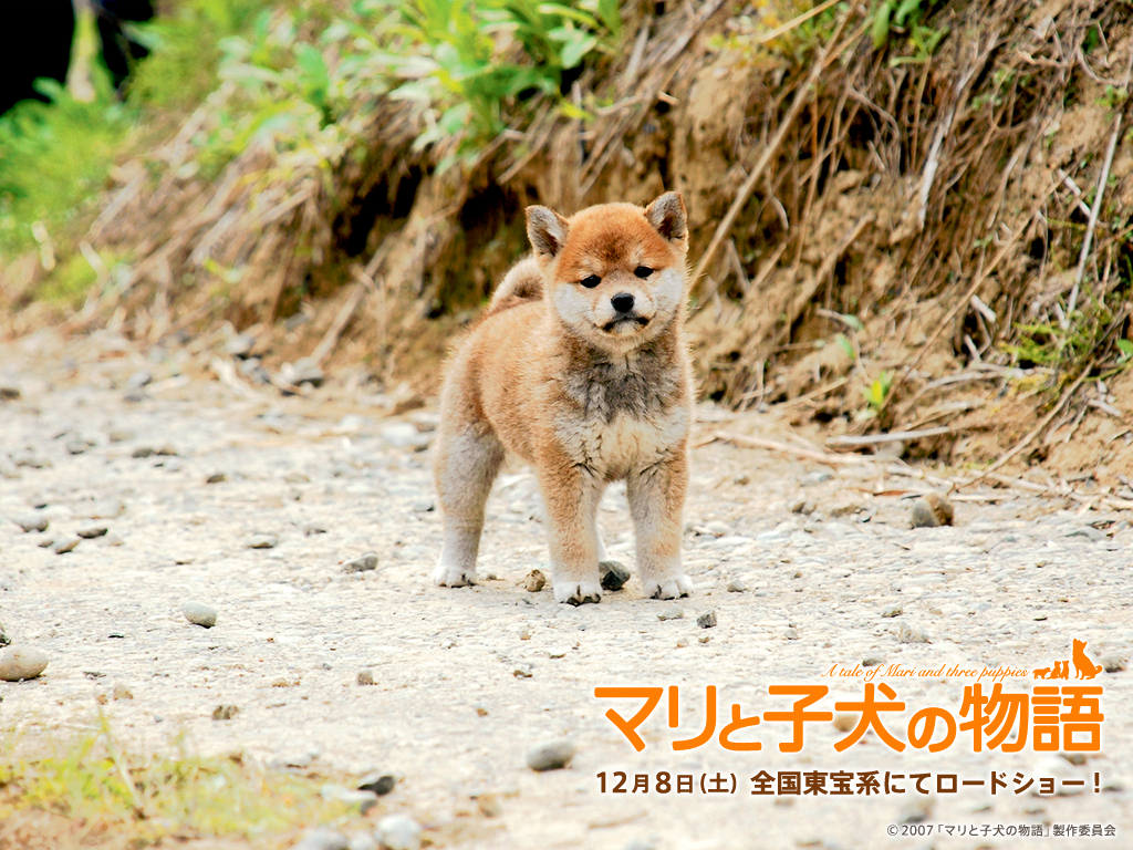 マリと子犬の物語 ネタバレ A K I ぶろぐ