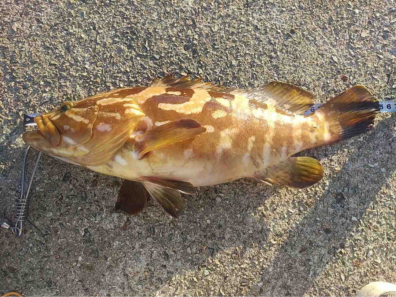 クエかマハタか 佐渡見聞録