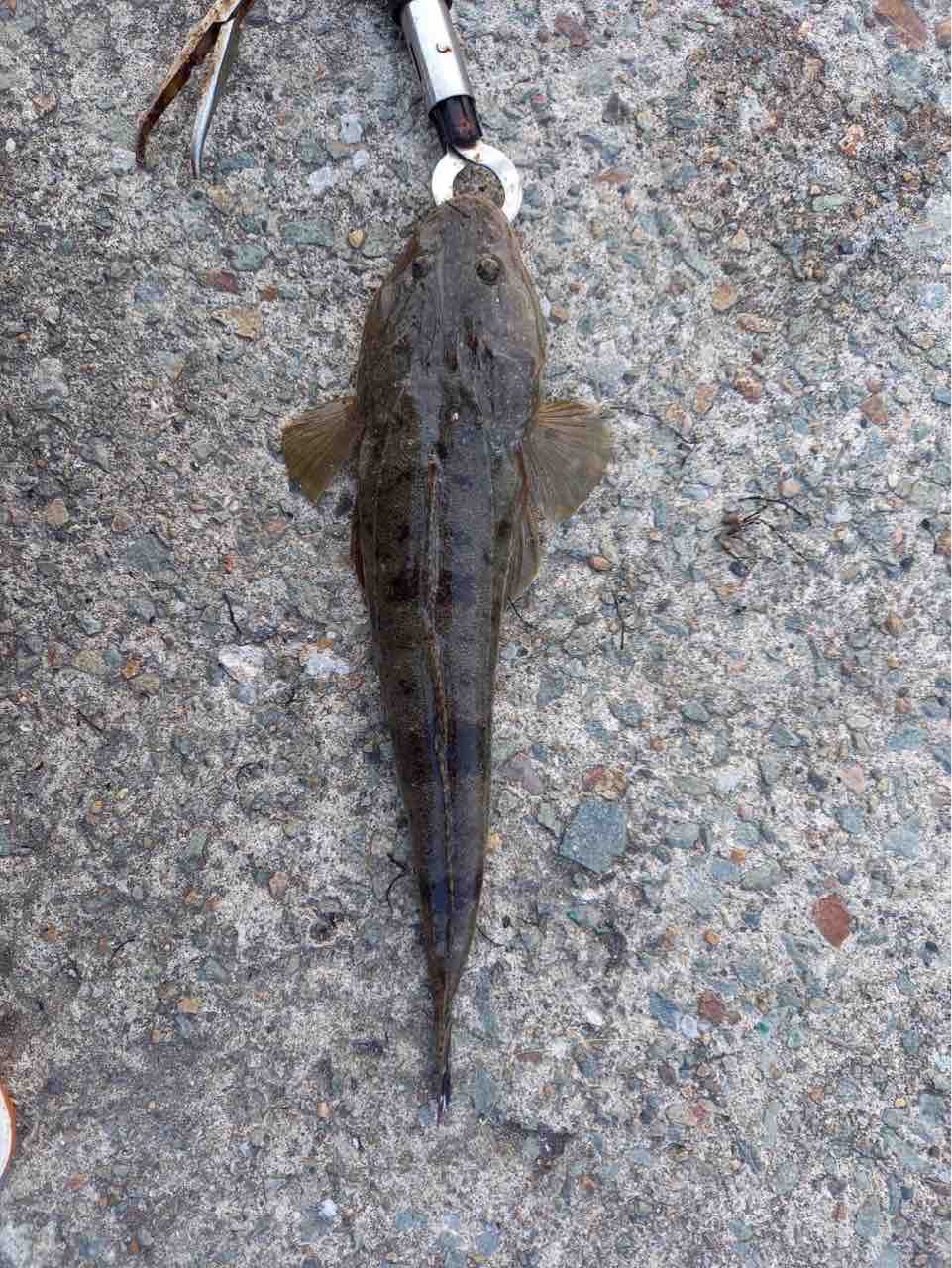 コチ アジ 佐渡見聞録