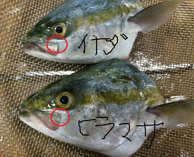 イナダかヒラマサか 佐渡見聞録