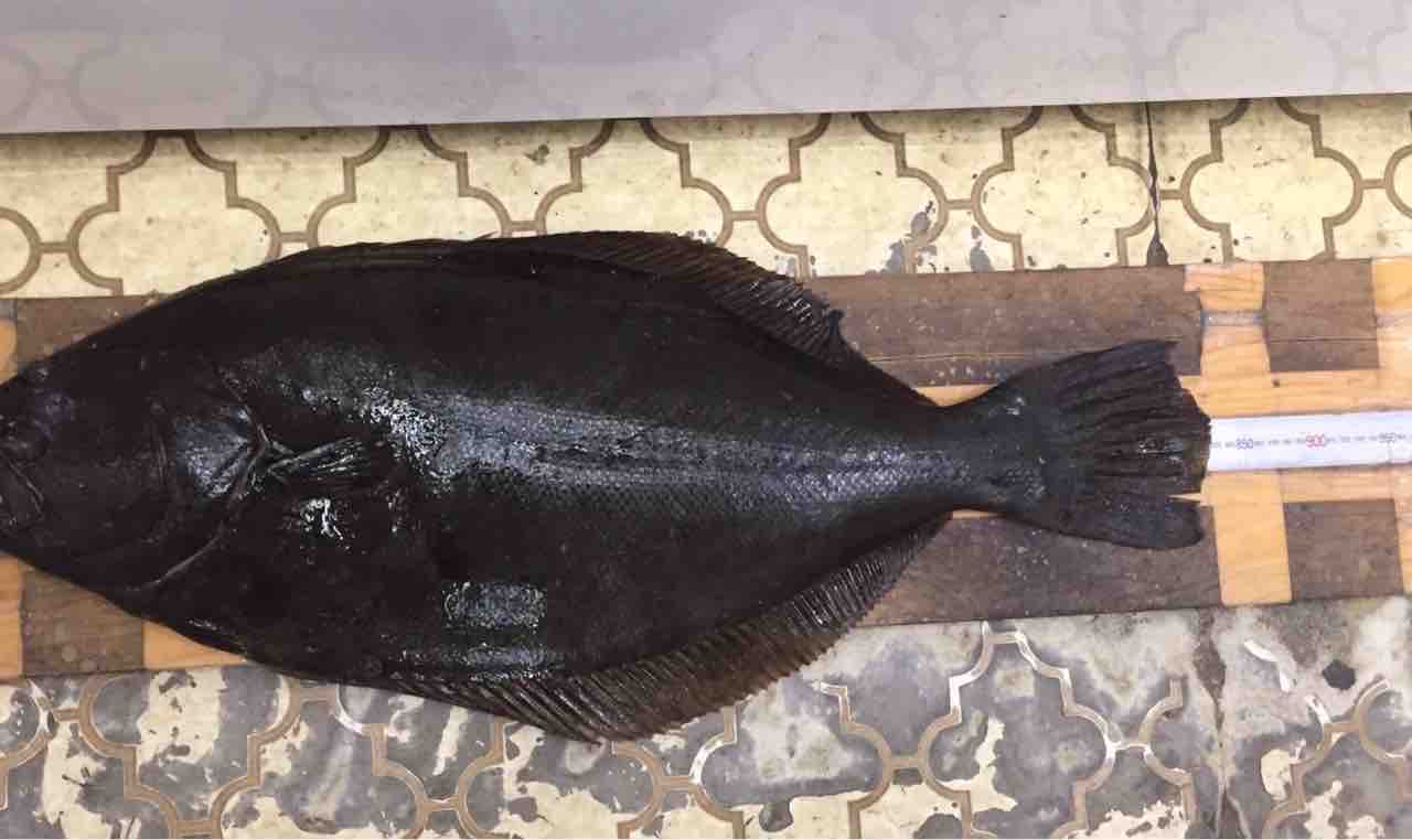 ヒラメ83cmだって！ : 佐渡見聞録